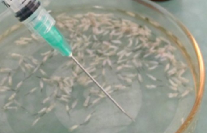 Saç Klonlama: Saç ekimi tarihe mi karışıyor?