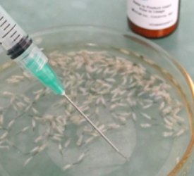 Saç Klonlama: Saç ekimi tarihe mi karışıyor?