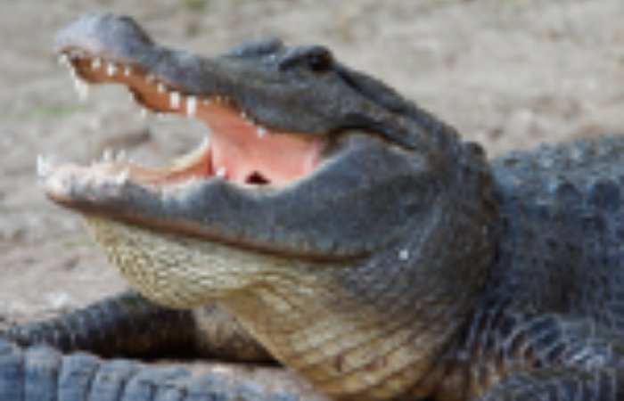 Siz hiç güneş yanığı bronz bir timsah gördünüz mü? Yeni ve süper güneş kremi için çözüm hayvanlarda!